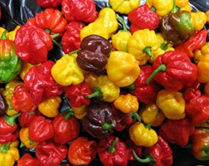 Habanero chilis are very hot, rated 100,000–350,000 on the Scoville scale