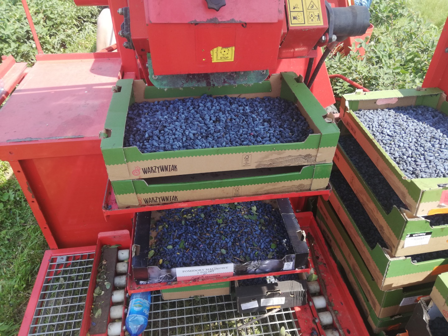 I will sell fresh Kamchatka berries, Wojtek and Zojka varieties