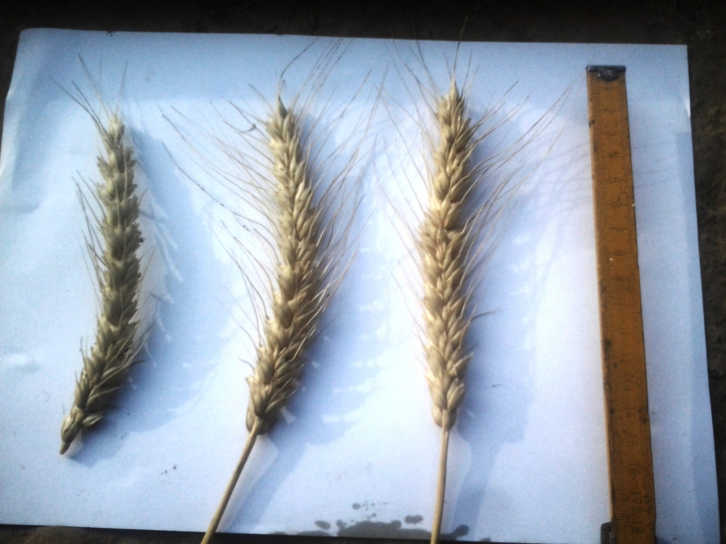I am selling 51 tones of wheat, harvest 2020, variety IS Carnea, gluten 40.2, baking quality 8, protein 16.2, weight 776 g-hl