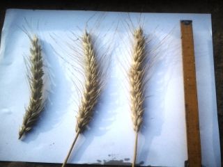I will sell 51 tons of wheat, harvest 2020,