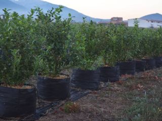 The harvest generally extends from the end of June.