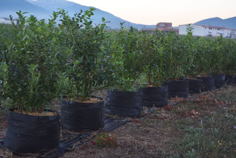 The harvest generally extends from the end of July
