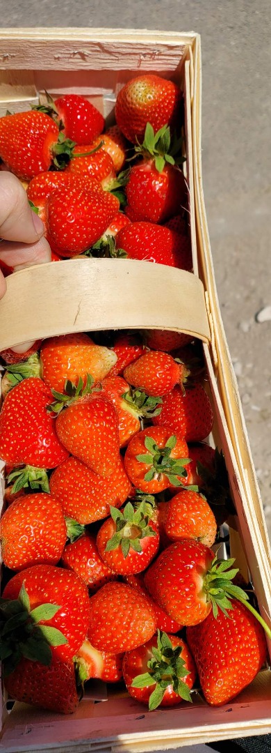 I will sell fresh strawberries of various varieties every day, please contact us by phone at