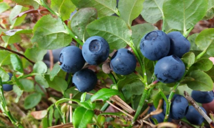 Hello, I am selling any amount of blueberries in liters