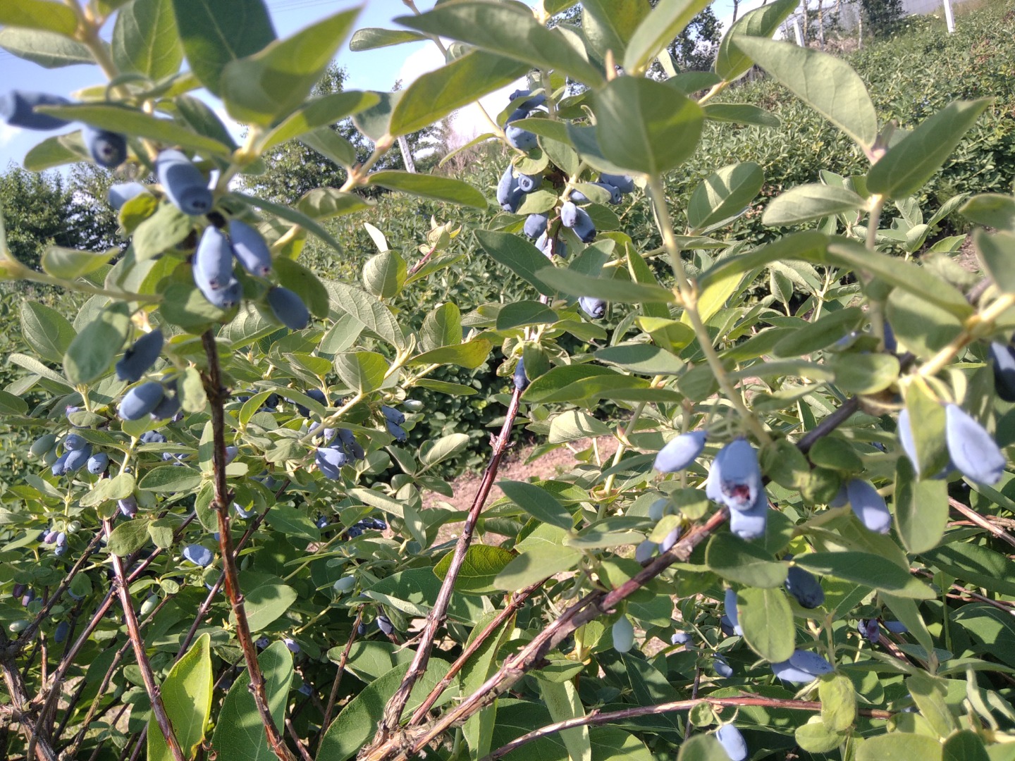 I will sell haskap berries