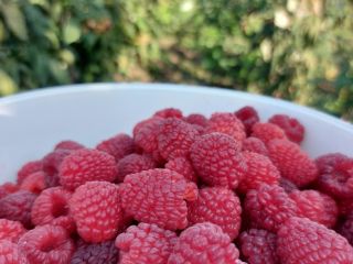 Polka raspberries for sale, very good quality