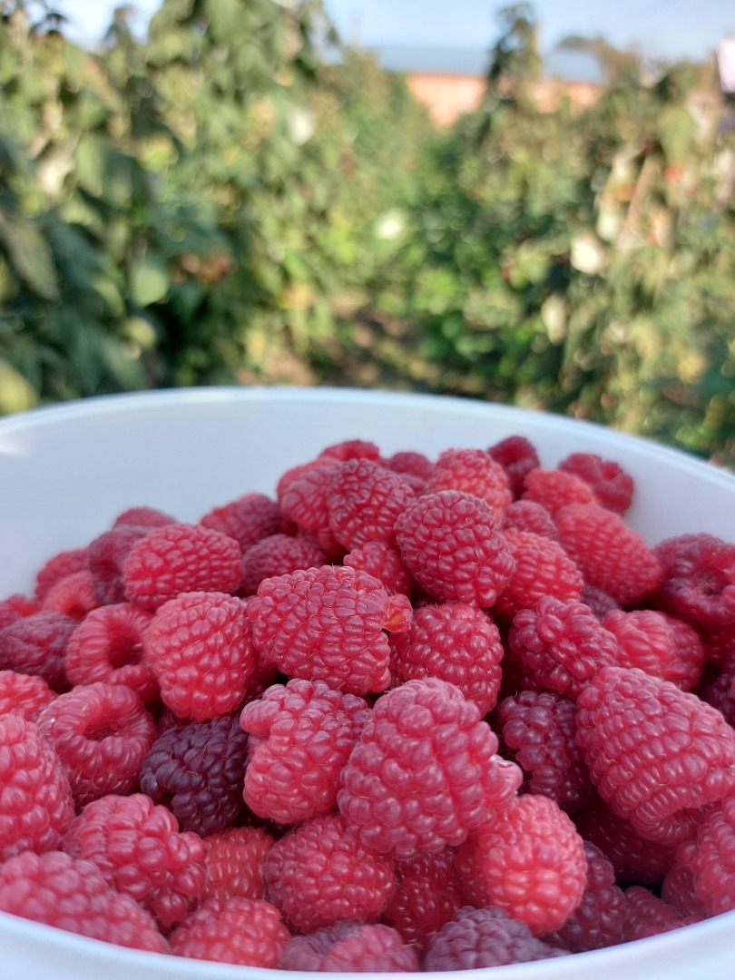 Polka raspberries for sale, very good quality