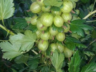 Gooseberries for processing