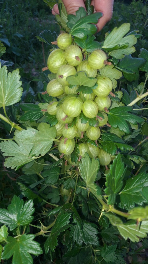 Gooseberries for processing