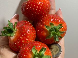 MANUFACTURER OF PLANTS AND STRAWBERRY FRUITS I will sell