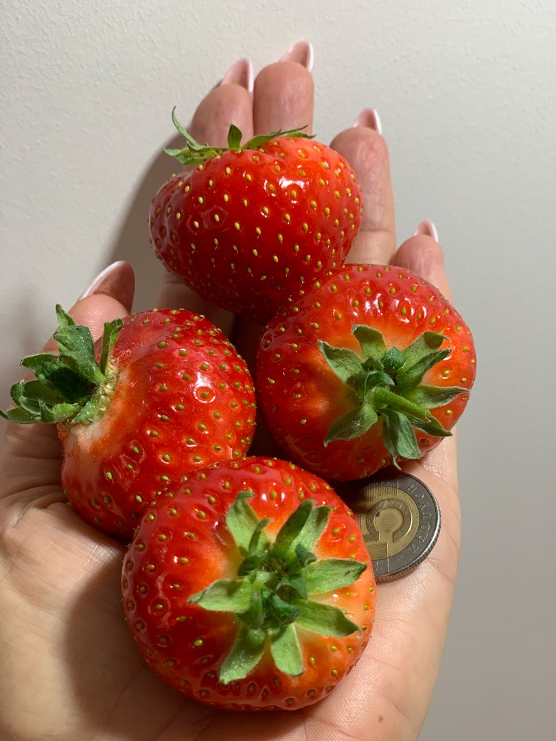 MANUFACTURER OF PLANTS AND STRAWBERRY FRUITS I will sell wholesale quantities of strawberries