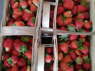 Hello, I am selling fresh strawberries of the marmalade,