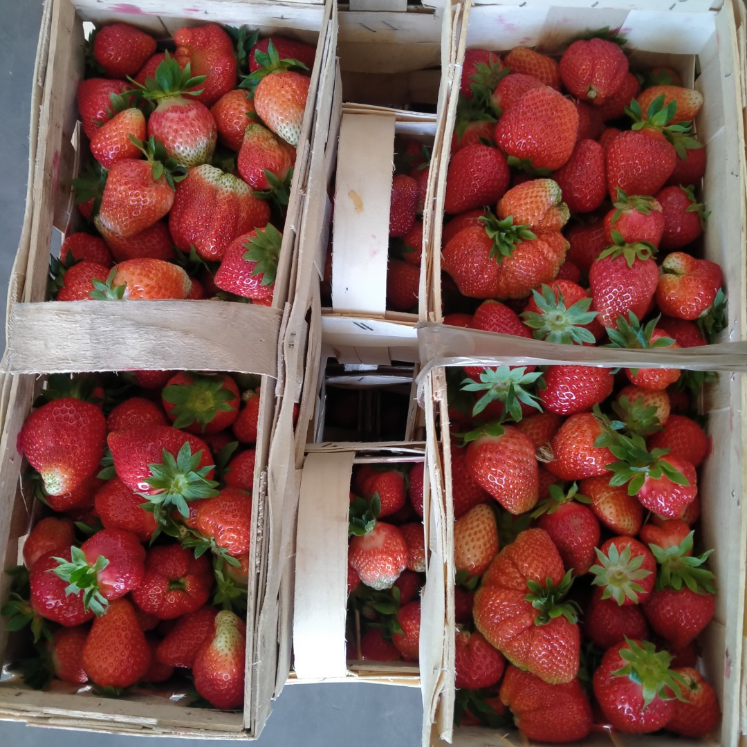 Hello, I am selling fresh strawberries of the marmalade, roxana, aprica varieties for more information, call