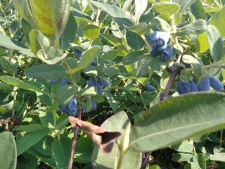 I will sell haskap berries. Wojtek variety. Combine harvesting