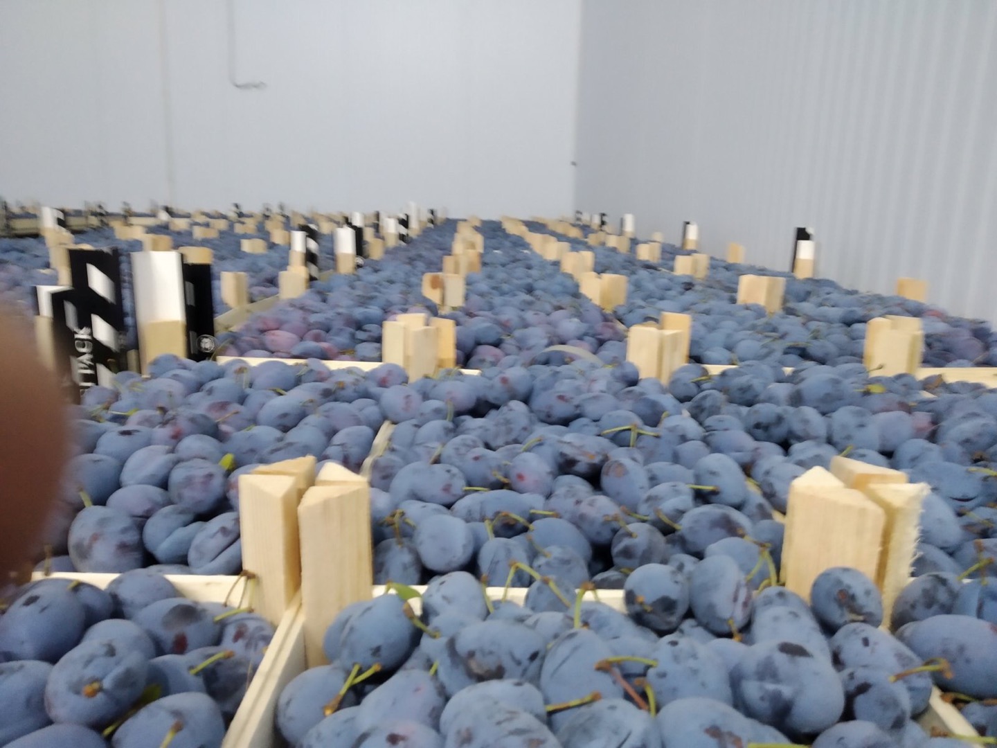 Producer of fresh plums from the Republic of Moldova