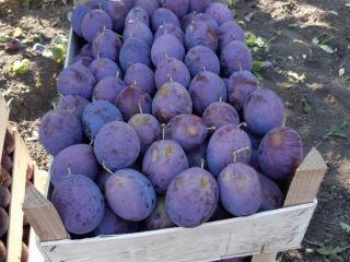 Sale of plums from the Republic of Moldova