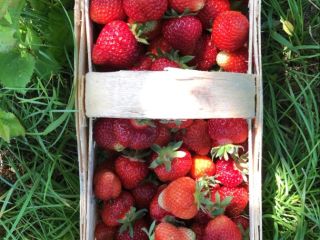 I will sell a strawberry from organic conversion for