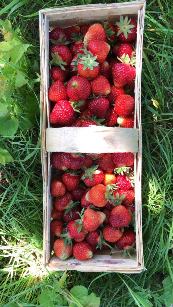 I will sell a strawberry from organic conversion for the 3rd year About 30 loves a day, more information by phone
