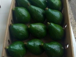 fresh Avocado , vegetables, fruits we looking for buyers