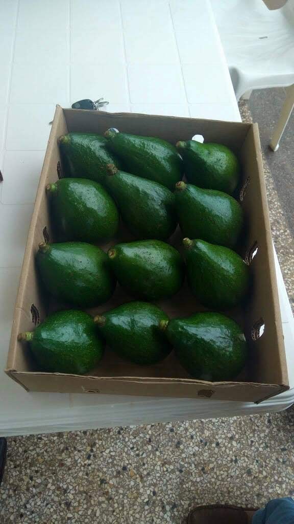 fresh Avocado , vegetables, fruits we looking for buyers