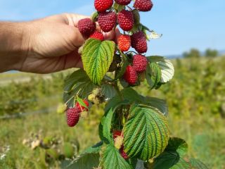 We are a Raspberry plantation and we offer around