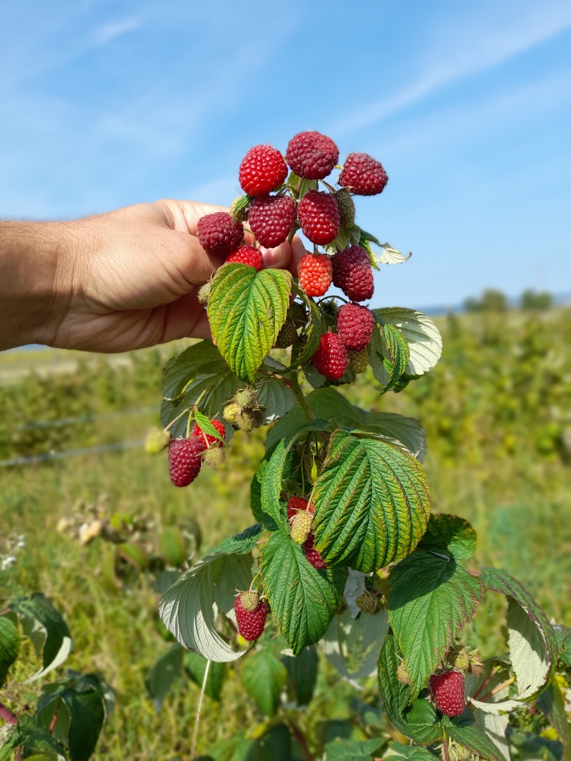 We are a Raspberry plantation and we offer around 4 tones of fresh original Polka fruits starting with August 2021 until September