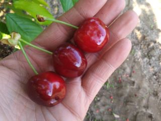 I will sell cherries of different varieties. Currently, casina