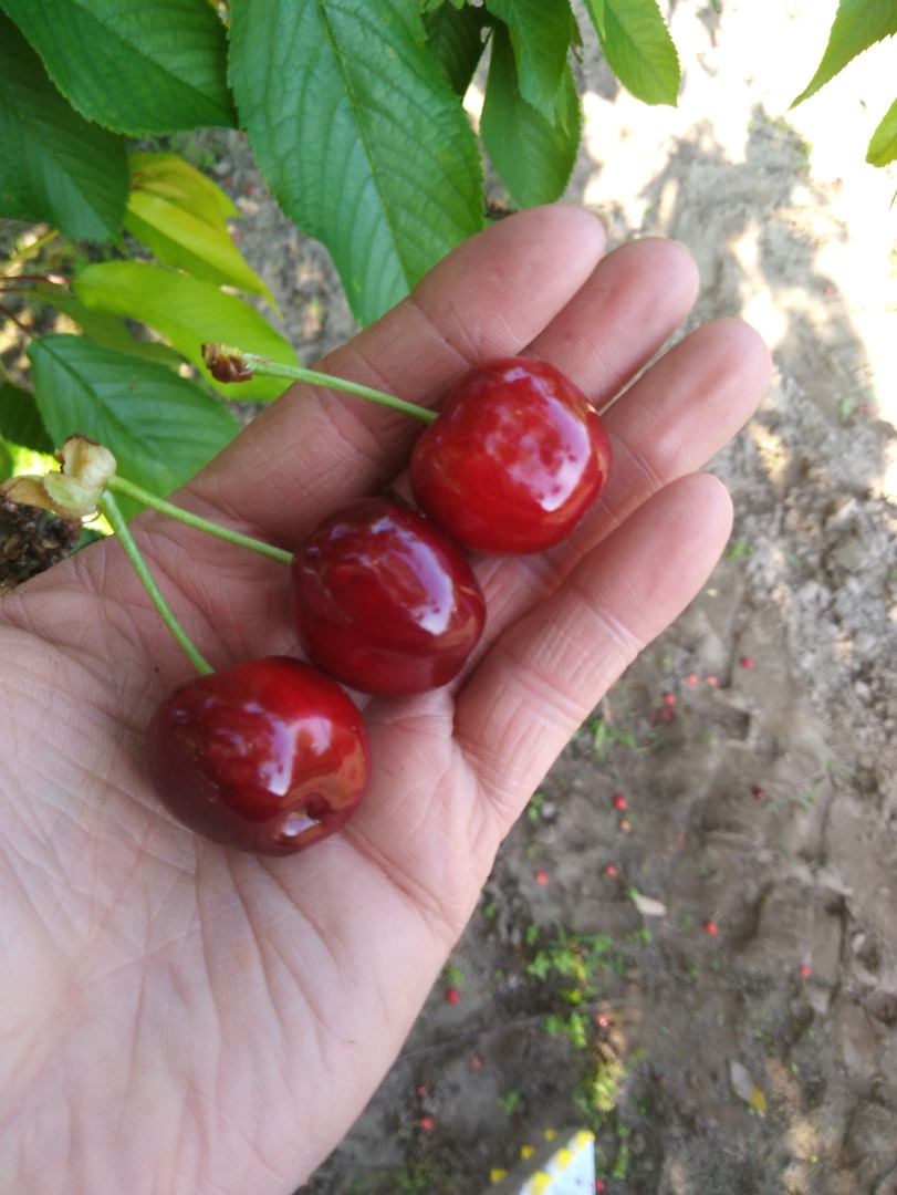 I will sell cherries of different varieties