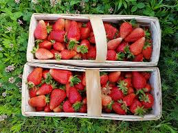 Hello, I have organic strawberries for sale