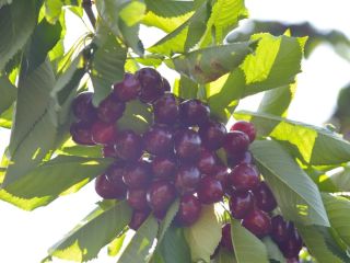 Varieties: Boamba de Cotnari, Van, Stella