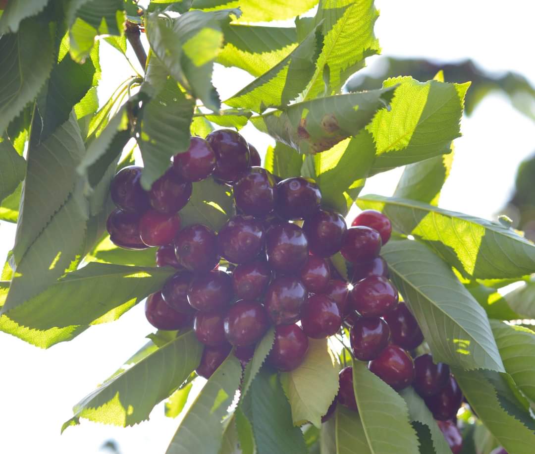 Varieties: Boamba de Cotnari, Van, Stella