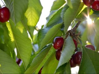 Varieties: Boamba de Cotnari, Van, Stella