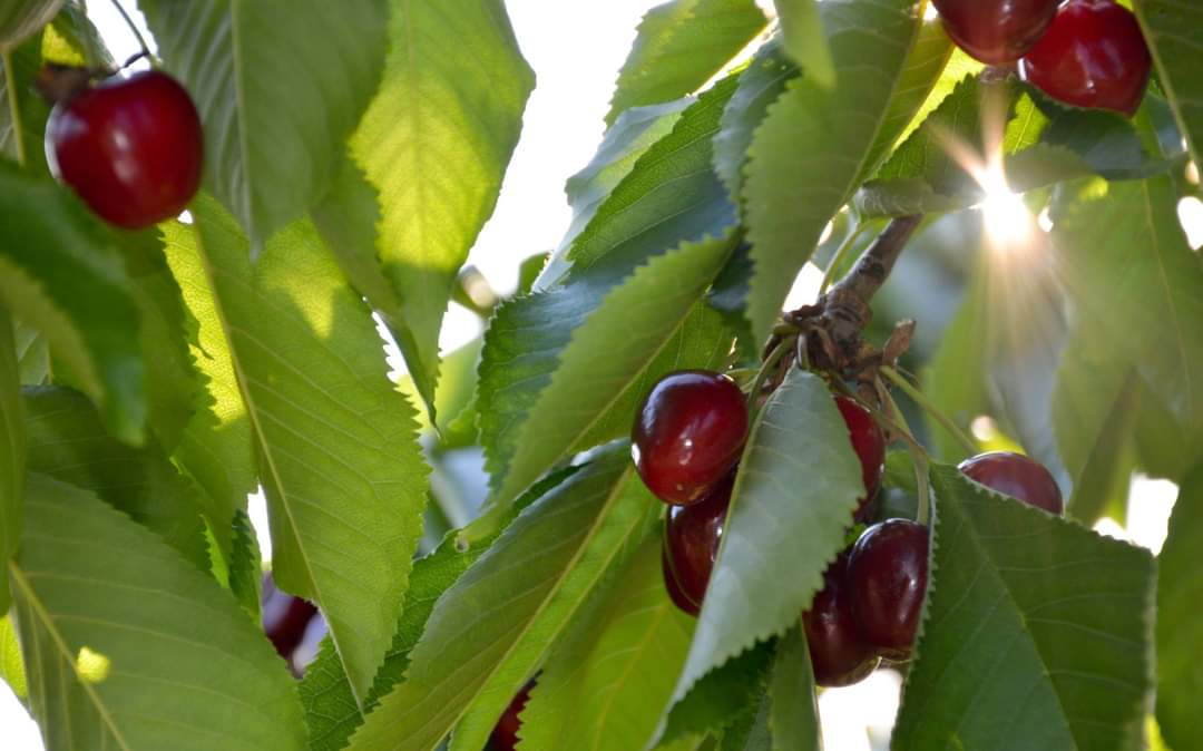 Varieties: Boamba de Cotnari, Van, Stella