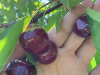 Sweet cherries naturally from the farm of Uzbekistan I
