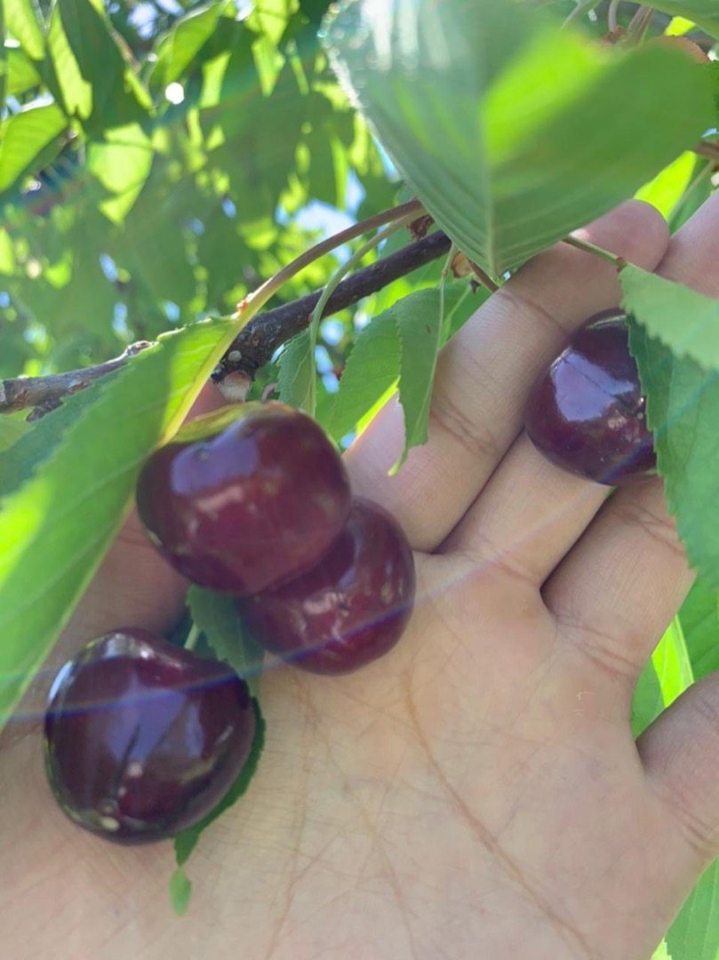 Sweet cherries naturally from the farm of Uzbekistan I can supply as much as quantity as you want sizes available 30