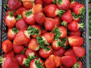I sell organic strawberries. More details by phone or