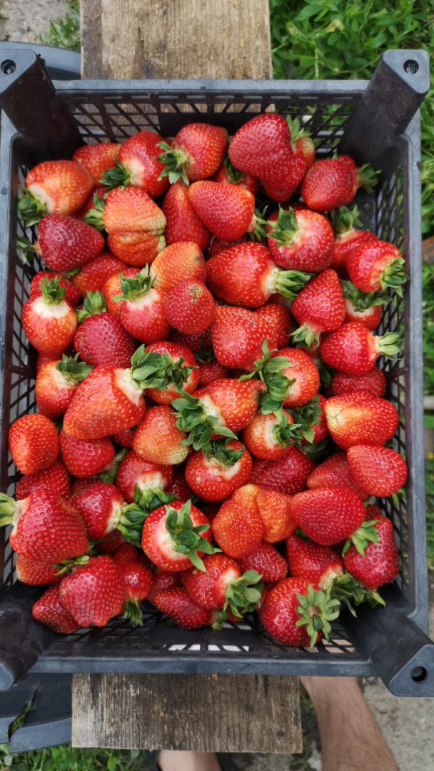 I sell organic strawberries