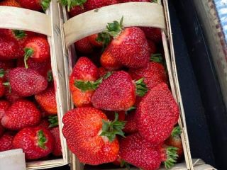 I will sell fresh strawberries straight from the field,