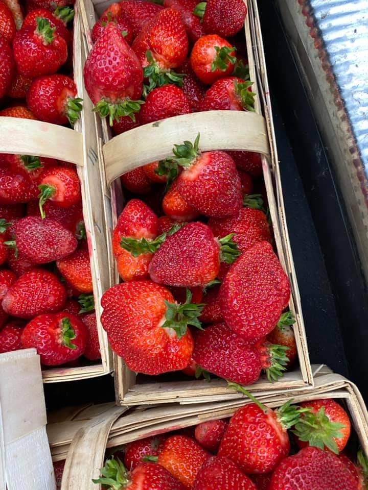 I will sell fresh strawberries straight from the field, chilled varieties: Rumba, Vibrant, Reksona Aprick