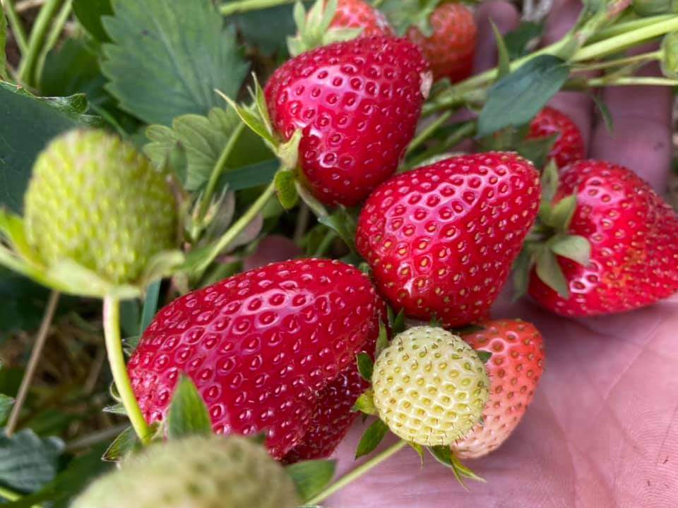 I will sell industrial strawberries for juices, jams and dessert, I invite you to cooperate with us