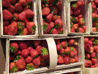 I am selling strawberries, Marmolada variety, packed 2 kg
