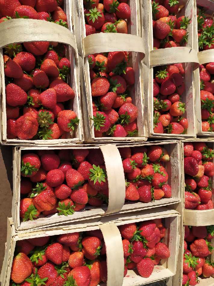 I am selling strawberries, Marmolada variety, packed 2 kg in baskets