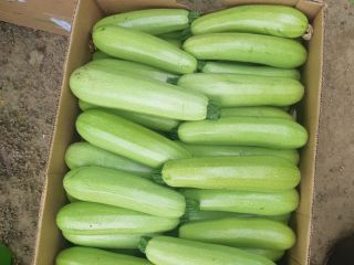 I am selling my own pumpkin harvest. Details on