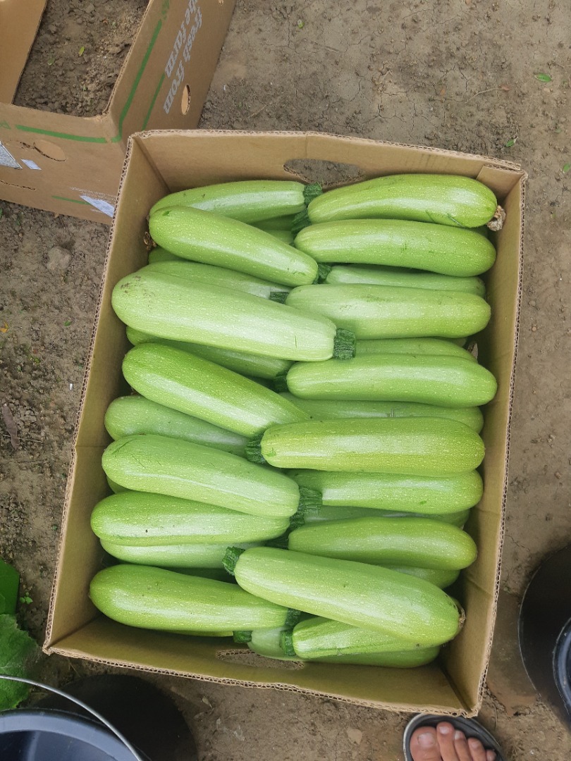 I am selling my own pumpkin harvest