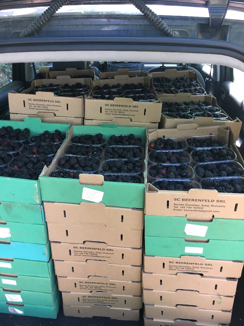 Hi! From 1of July we gonna have blackberry fruits for sale