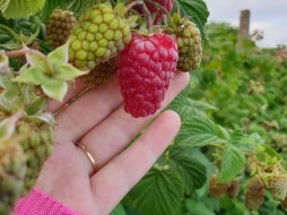 Organic raspberries, laszka and polka