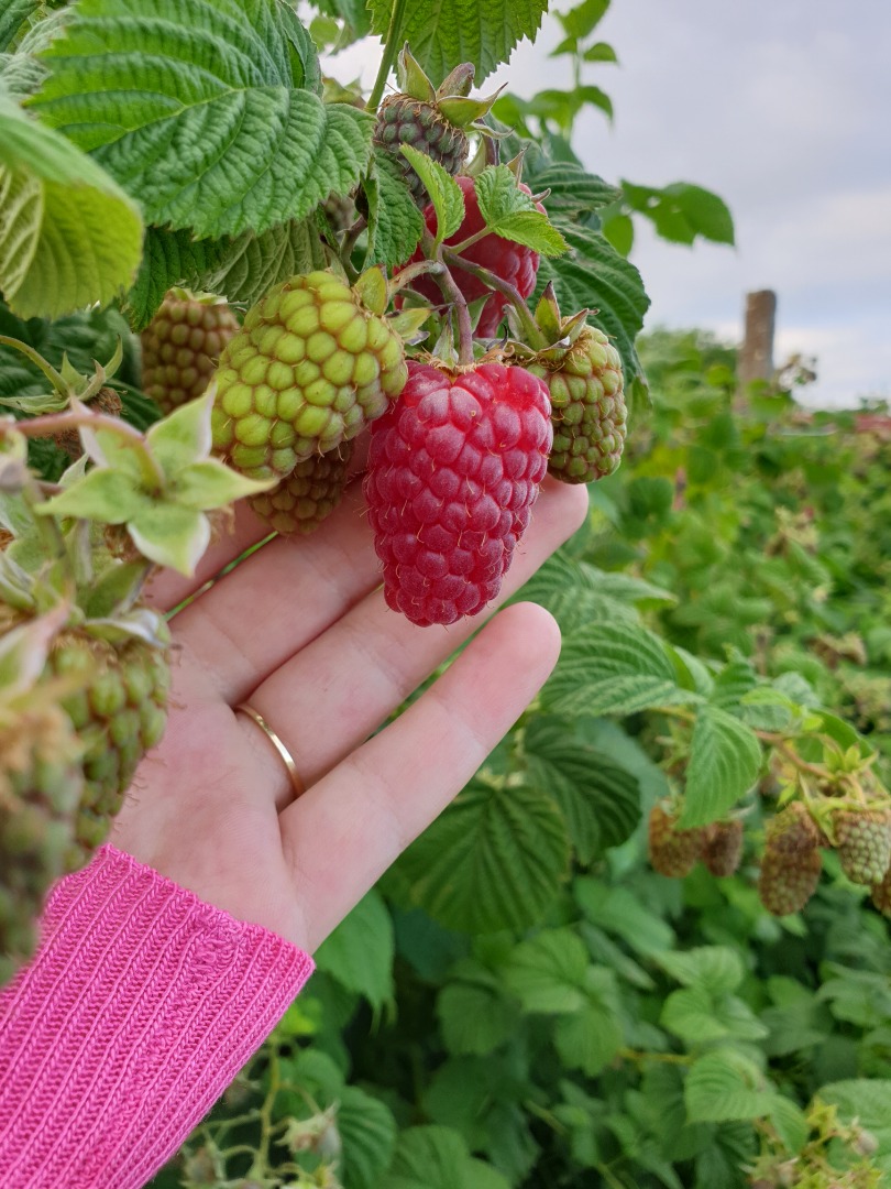 Organic raspberries, laszka and polka