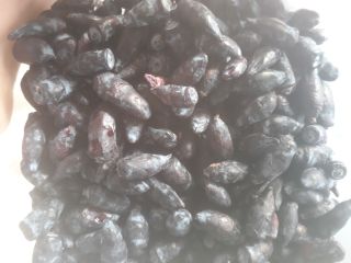 Kamchatka berry variety Wojtek zojka