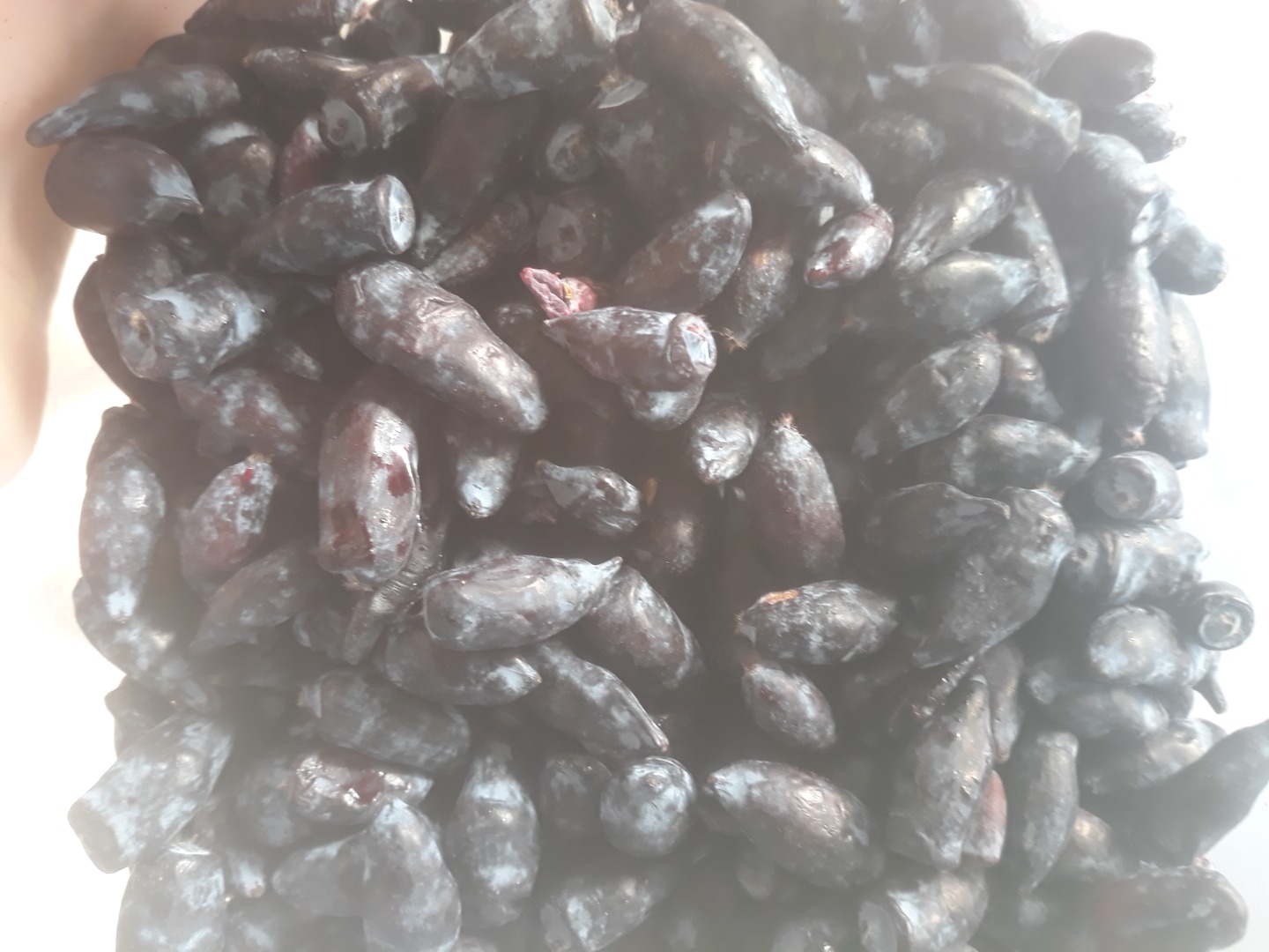 Kamchatka berry variety Wojtek zojka