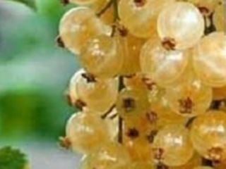Mechanical harvesting of white currant for sale